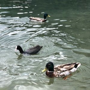 Meet your Posher, Isabelle